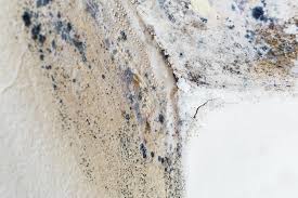 Best Black Mold Removal  in East Syracuse, NY